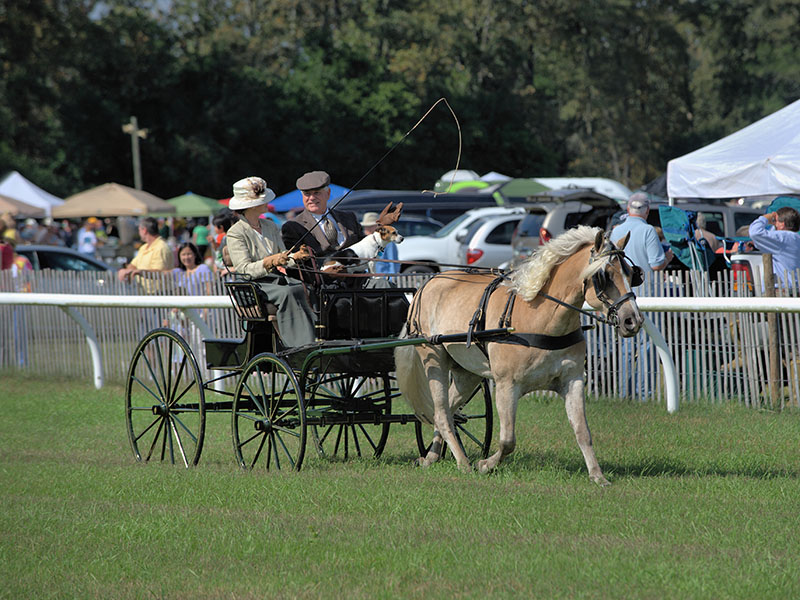 Aiken Steeplechase Association – Southern Strides